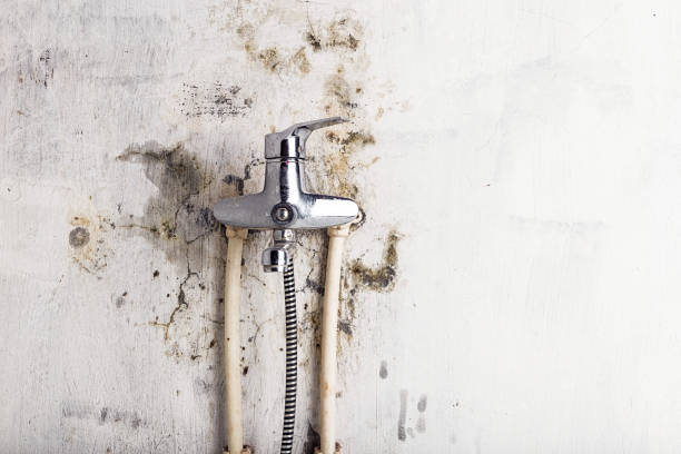 Best Toxic Mold Removal  in Sanford, FL