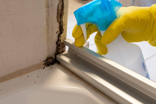 Trusted Sanford, FL Mold Removal Experts