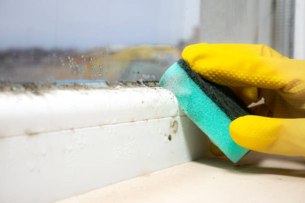 Mold Testing and Removal in Sanford, FL