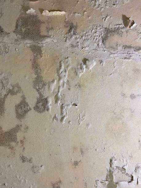 Best Affordable Mold Removal  in Sanford, FL