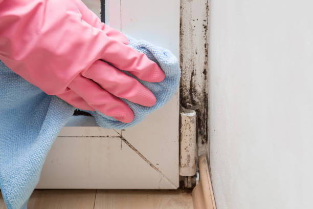 Best Certified Mold Removal  in Sanford, FL